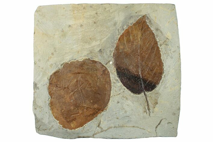 Two Fossil Leaves (Zizyphoides & Beringiaphyllum) - Montana #268155